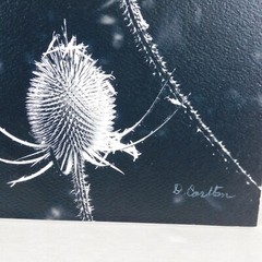2 Black & White Thistle Foam Mounted Signed D Carlton Photo Pacific NW Artist