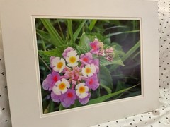 Art Photography : Lantana Flowers