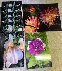 105 Nature Art Photographs 6×4” & 5.25 x4” Vibrant Colorful & 4 Post Cards