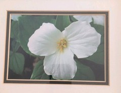 Framed Fine Photography White Trillium Flower Wall Art 14″ x 12″ Double Matted