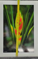 “Flower – Costa Rica” – Erid D. Photography – Vivid Nature in Bloom – 11.5″ × 18