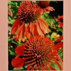 MICHAEL RAY Original Vintage Signed Long Island NY Floral Still Life Photograph