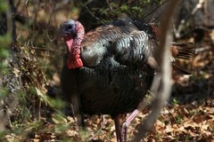 Turkey Photo, Pick One Image – Various Sizes