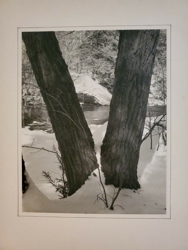 TWO TREES WINTER LG ORIGINAL SIGNED ART PHOTO B&W STETTNER VTG MATTE NJ CAMERA