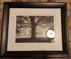 Martin Henson Original Black/ White Landscape Tree Photograph Signed FOOD LION
