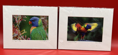 Set of 2~Ellen Schneider Colorful Tropical Bird Photos~Signed~8 x 10~Matted