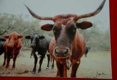 Hand signed Longhorn Cow Photograph w Canvas Texture on Styrene Board Print Art