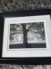 Martin Henson original black and white landscape tree photograph signed