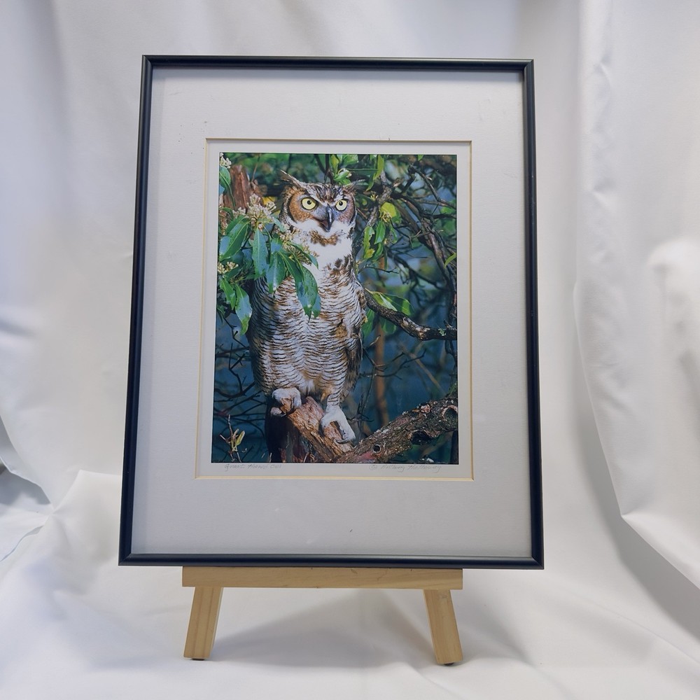 Framed Great Horned Owl Photograph By Anthony Hathaway Print #11-3 14×11