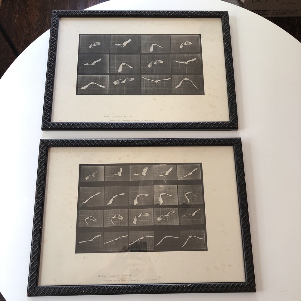 EADWEARD MUYBRIDGE 1887 collotype ANIMAL LOCOMOTION Bird Plates 760 762 Prints