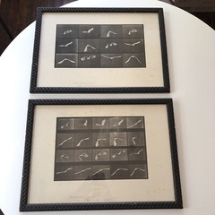 EADWEARD MUYBRIDGE 1887 collotype ANIMAL LOCOMOTION Bird Plates 760 762 Prints