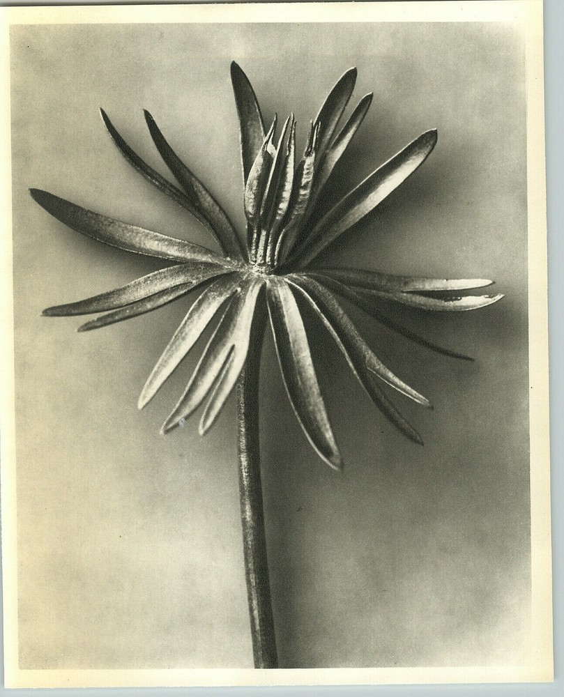 1942 Original BOTANICAL PLANT Dry Winter Aconite Photo Art KARL BLOSSFELDT