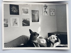 🐕 Set 2x Photo Man in Bed Dog German Shepherd Retro Wall Poster 60-70s 7×10