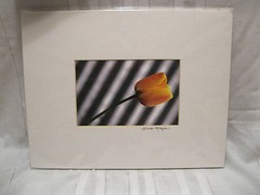 Linda Mayes 2004 Yellow Tulip Sway 6X9 matted 14X11 Creative Art Photography