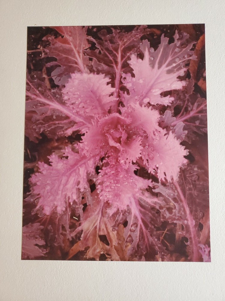ORNAMENTAL LARGE ORIGINAL SIGNED ART PHOTO COLOR STETTNER VTG MATTE NJ CAMERA