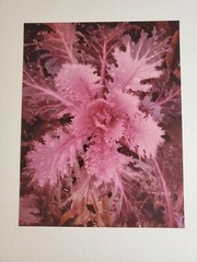 ORNAMENTAL LARGE ORIGINAL SIGNED ART PHOTO COLOR STETTNER VTG MATTE NJ CAMERA