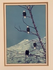 Photographic Art~A Gathering of Eagles~Chilkat River~Haines Alaska~Mat Unframed