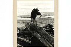 Driftwood at Ocean 1975 Tim Ford B&W Photo Mounted 9.5x7in Ready to Frame