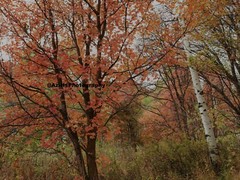 10×8 » Lustre Print Original Photo Photography Art Autumn Fall Trees Nature