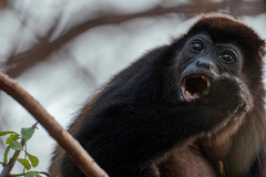Howler Monkey Chomping on a Mango