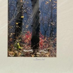 Signed Sherrill Photo Fall Color Aspen Trees – CHOOSE MAT COLOR – Rooster Rock