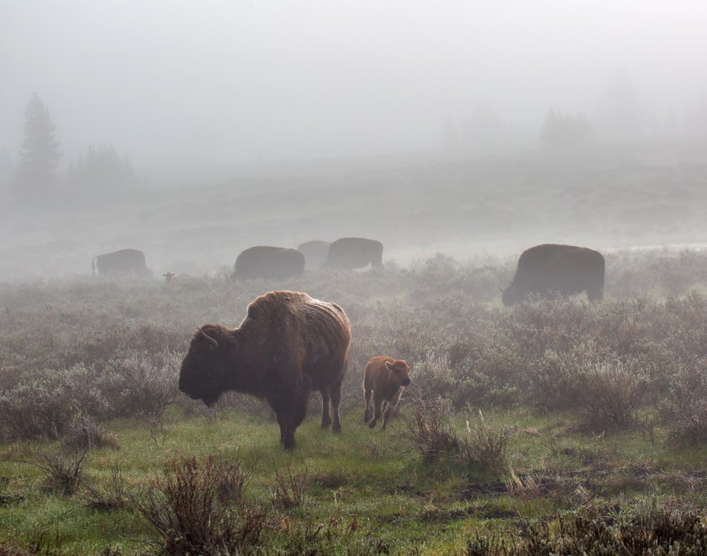 Bison in the fog, Swan Lake Flat Photograph 11×14 Print 11″x14″