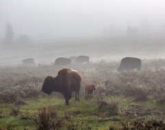 Bison in the fog, Swan Lake Flat Photograph 11×14 Print 11″x14″