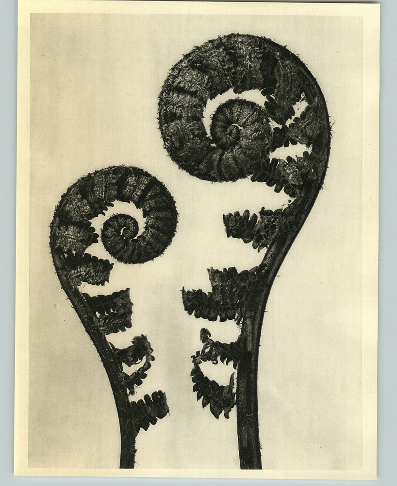 1942 Original BOTANICAL Male Fern PLANT Flower Photo Art KARL BLOSSFELDT