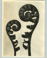 1942 Original BOTANICAL Male Fern PLANT Flower Photo Art KARL BLOSSFELDT