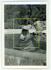 17 photos zoo zoological garden Berlin 1933 lions elephants leopards walrus