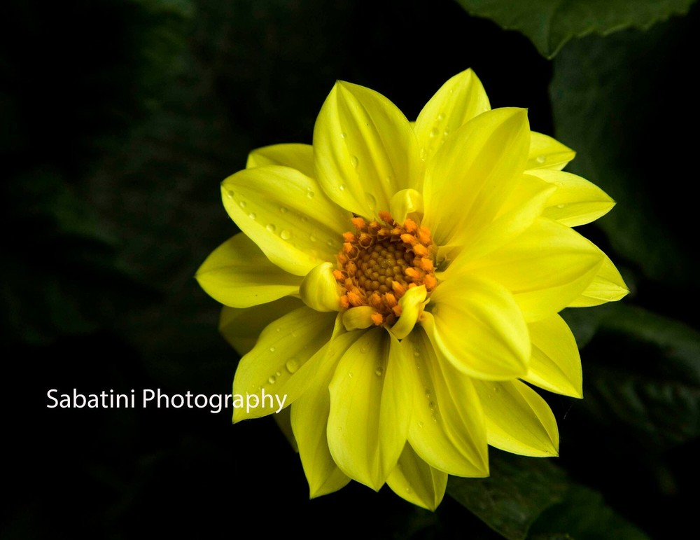 Alaskan Smooth Oxeye Sunflower Metallic Print 11 x 14