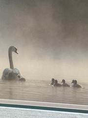 Family Of Swans Edward Robinson Nature Photographer Signed Photo Matted & Framed