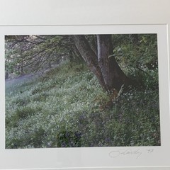 Vintage Signed Framed Steve Solinsky Landscape Photo, Tree Flowers Nature, 1997