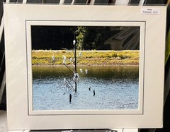 Matted photograph signed 11 x 14 inch white birds Texas lake pond