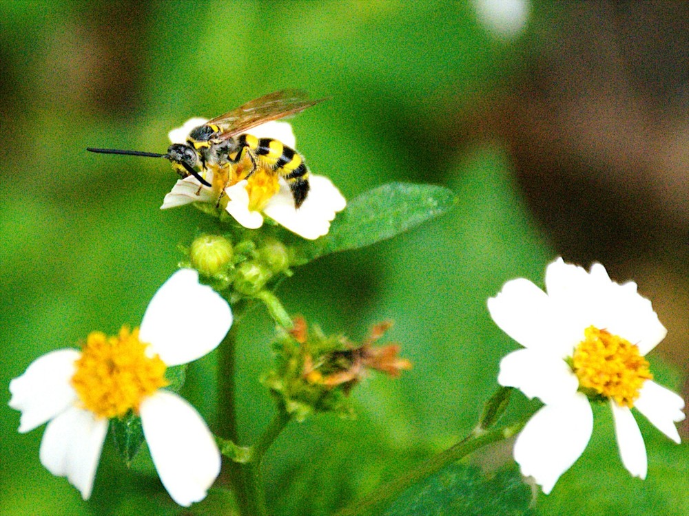 Spanish Needle Flowers and Sweat Bee Digital Download,Nature Photography,Insects