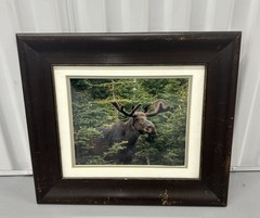 Vintage framed wildlife bull moose forest Photography nature Home Decor