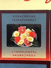 Kodachrome Red Border Lot Of 40 1950’s Still Life Flowers 35mm Color Slides