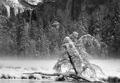 Jerome Jerry Bosworth B&W photo Pohono Bridalveil Fall Yosemite National Park