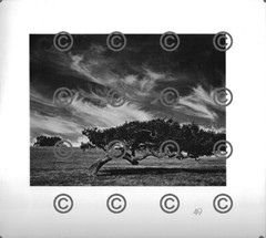 BOOK PLATE B&W Photo MORLEY BAER Oak, San Carlos / Fallen Oak, Nicasio 9X9.5″