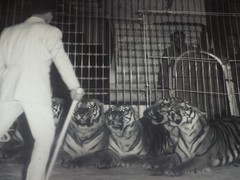 [CIRCUS] LARGE VINTAGE PHOTO / THE TIGER Tamer Ca 1970 40 X 30 Cm