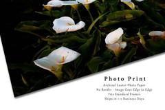 Wild Calla Lilies in Big Sur California Photo Print (Unframed)