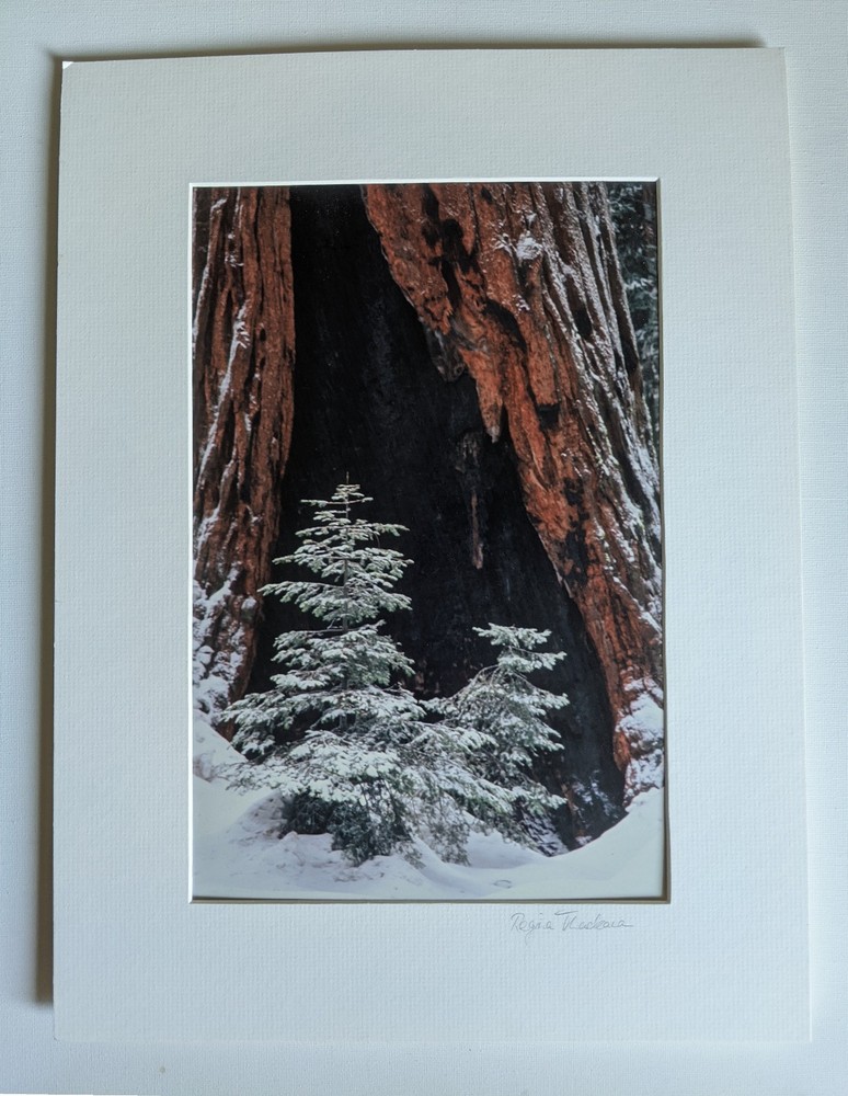 Vtg 2001 Giant Forest Sequoia National Park Photograph by Regina Thackara 16×12″