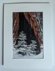 Vtg 2001 Giant Forest Sequoia National Park Photograph by Regina Thackara 16×12″