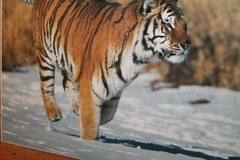 8×11 Photo Print Mounted on Mat Board TIGER