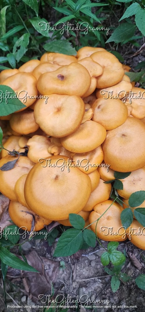 Digital Image Picture Photo Wallpaper Background Mushrooms Bright Orange Wild