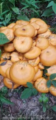 Digital Image Picture Photo Wallpaper Background Mushrooms Bright Orange Wild