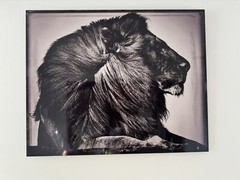 Original Artist Metal Print 24″ x 30″ “CRINIÈRE DE LION» Limited Ed. Sold Out.