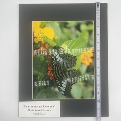 Matted Butterfly On Lantana Flower Photo Print 11 X 14 Wall Art Gallery Decor