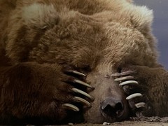 8×10” Sleepy Brown bear Alaska beach Wildlife Photograph nature art Print animal