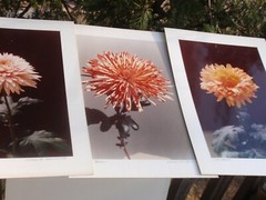 LOT OF 3 ORIGINAL COLOR PHOTOGRAPHS OF PLANTS FLOWERS 14.5 X 10.25 INCHES